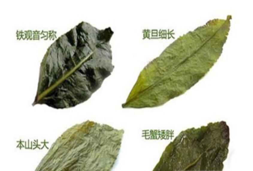 青茶如何进行乌龙茶分类,茶知识的讲解