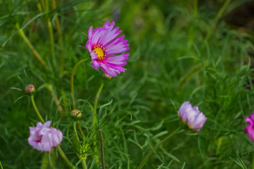自驾三天呼伦贝尔大草原,自驾去呼伦贝尔草原七日游的攻略