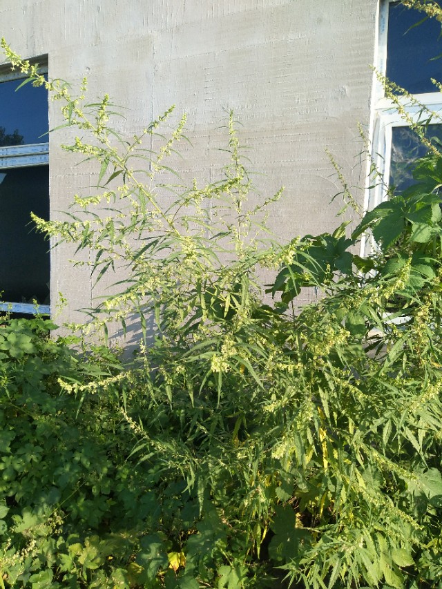 野地里带刺的植物叫什么,容易让人花粉过敏的植物