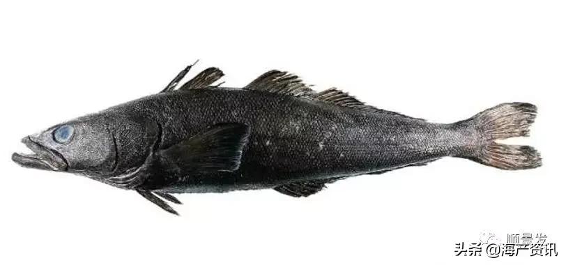 春节必买的海鲜,一年四季海鲜怎么选