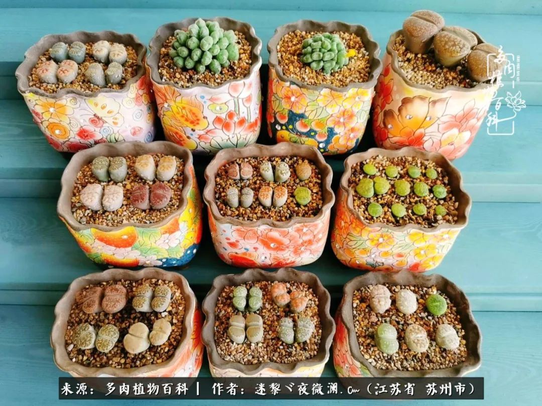 围观多肉版武林大会，一起穿越吧,下