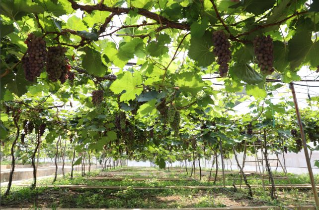 漳州周边3天2夜温泉酒店,漳州日月谷温泉度假村住宿