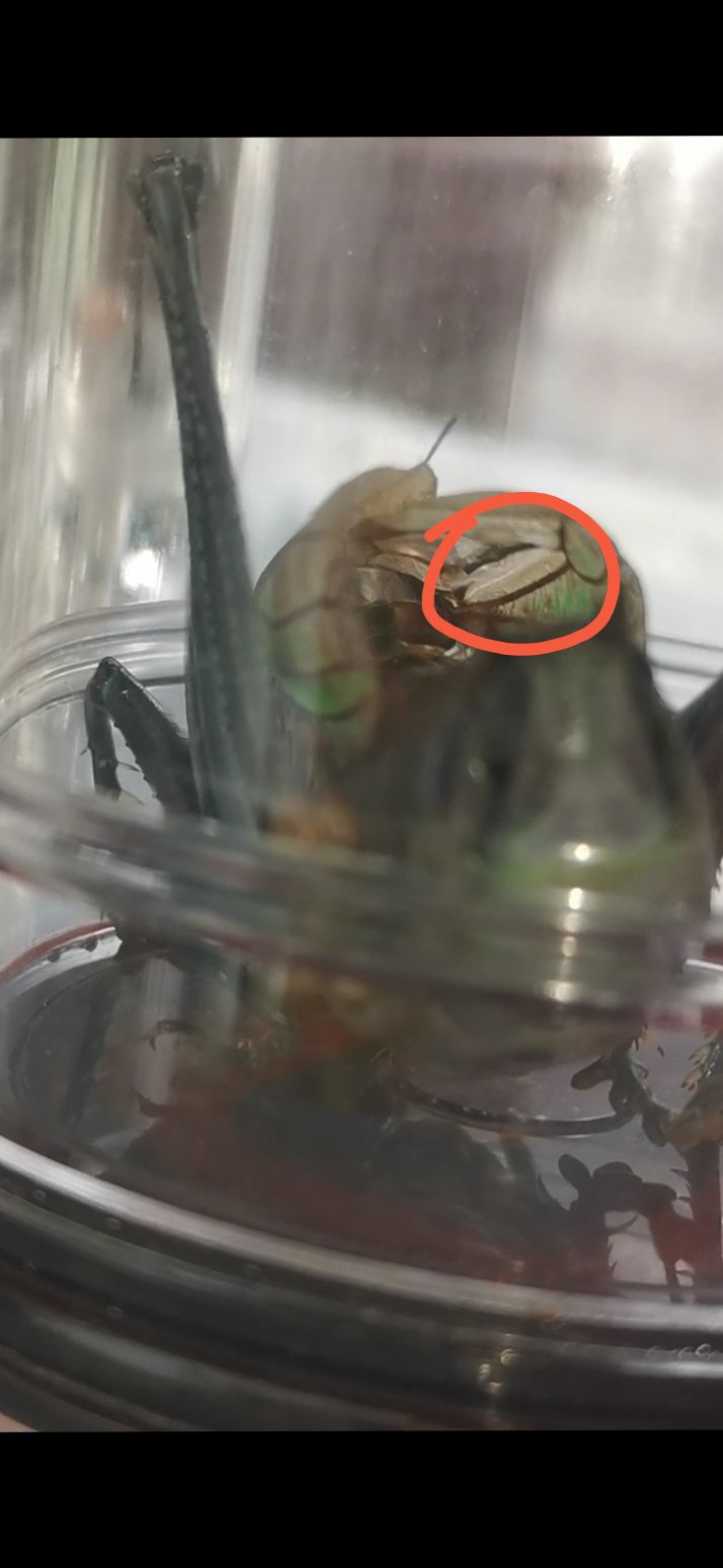 蝈蝈用铅丝点哪部位,蝈蝈点暗药的正确方法