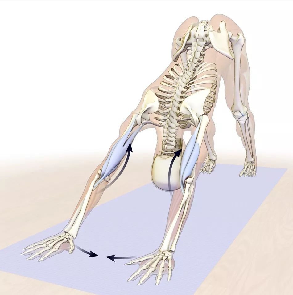 瑜伽下犬式解剖要点,初学者瑜伽下犬式能坚持多久