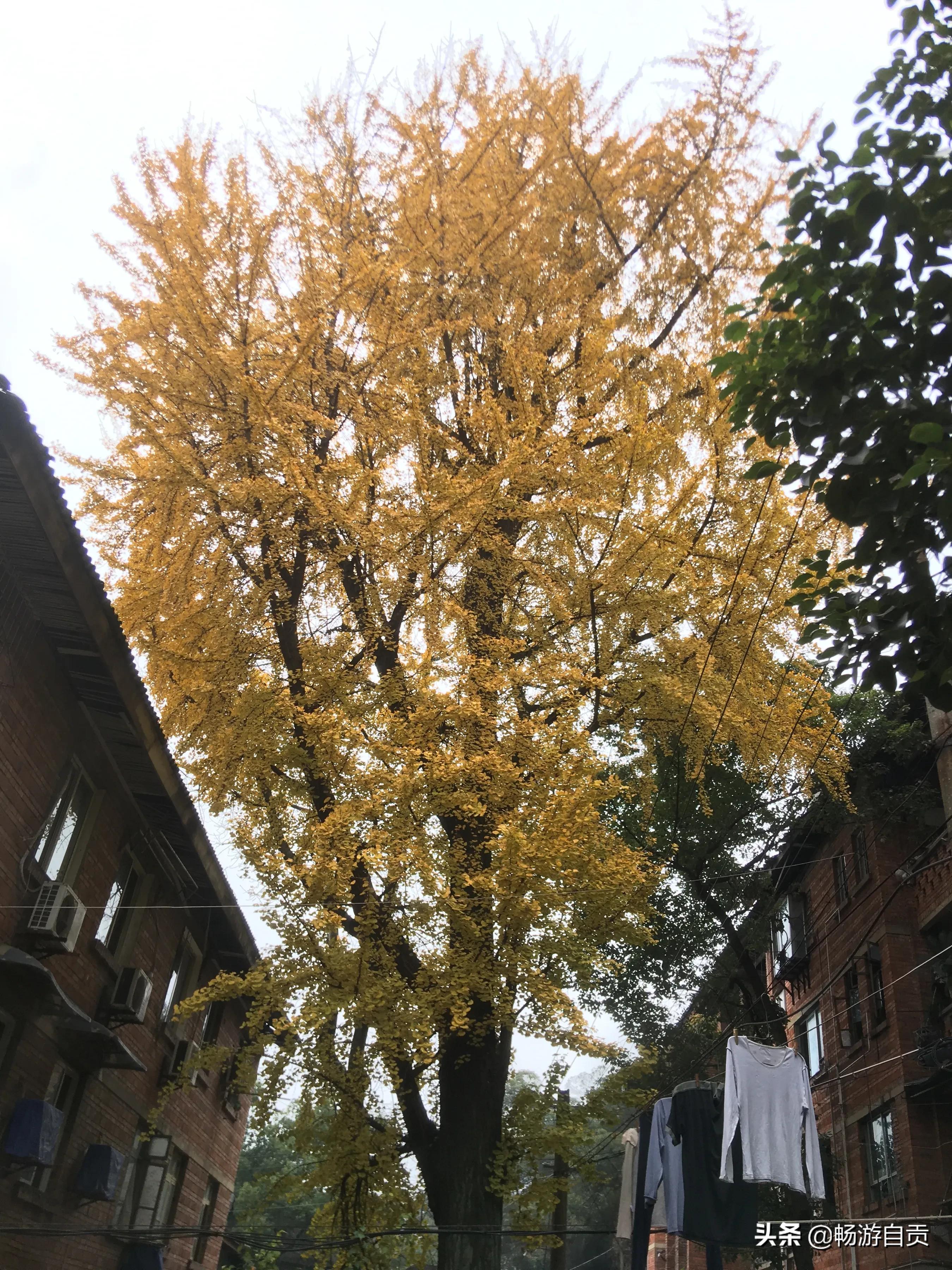 恰逢仲冬季节，追寻自贡唯美黄金叶