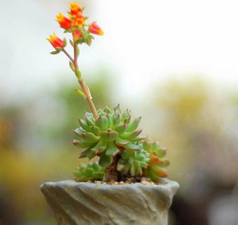 多肉植物为什么不能长大,多肉开花不结果是什么原因