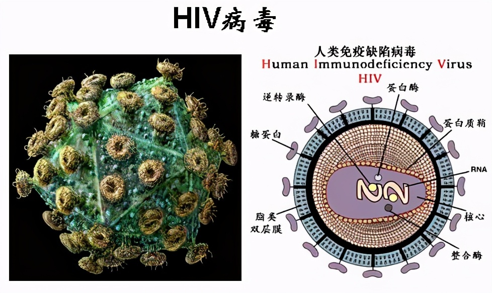 猩猩艾滋病毒是怎么传染给人的,艾滋病毒主要侵害细胞
