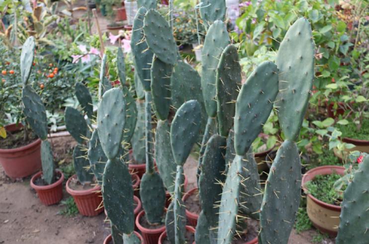 种仙人掌正确的方法,仙人掌如何养成肥厚叶片