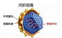 成人慢性丙型肝炎病毒,HCV丙肝----吉三代（丙通沙）