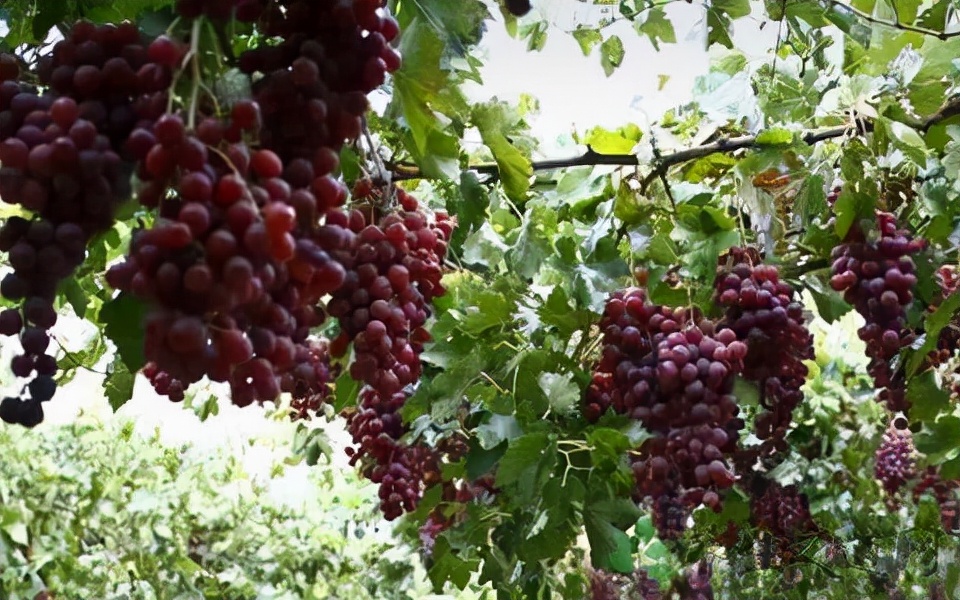 立冬吃饺子哪七个馅儿,立冬吃瓜馅儿饺子的寓意