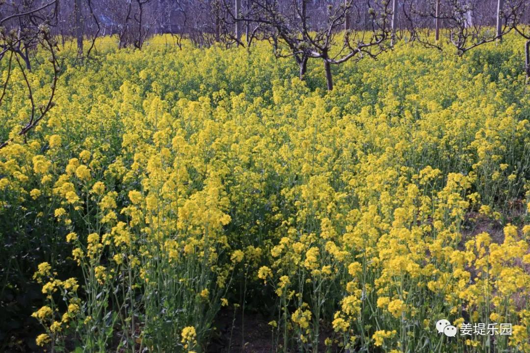 春天踏春去哪里好玩,又是一年春来到歌曲原唱视频