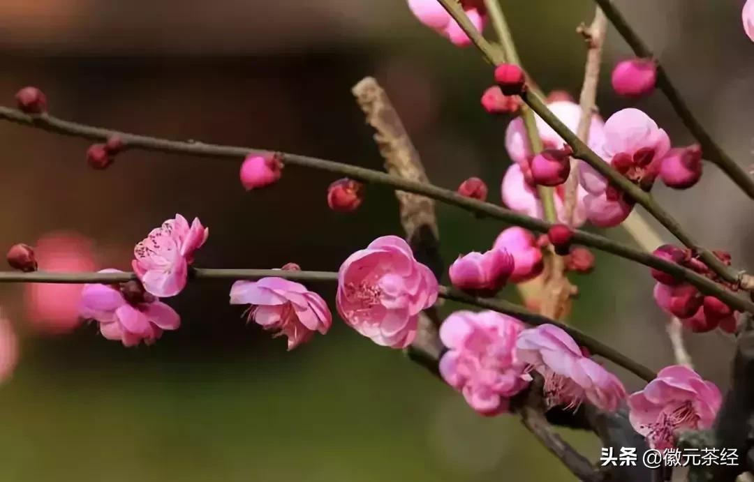腊梅冬梅红梅三种有何区别,红梅和腊梅的区别详解