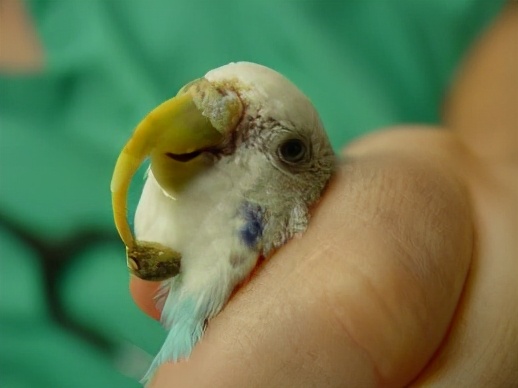 虎皮鹦鹉肝腹水,虎皮鹦鹉得肝病的症状