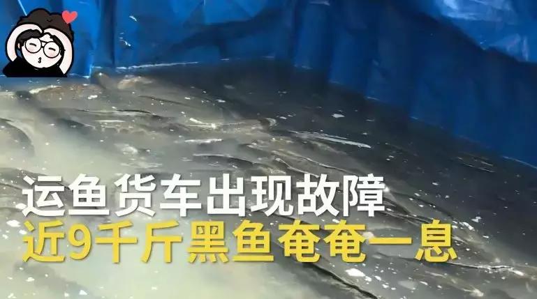 运鱼车突发故障消防换水救鱼,货车运送鱼发生意外
