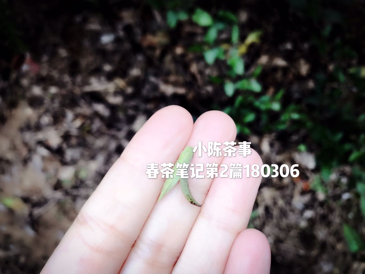 白茶是什么？白茶中有什么？一篇文章带你全面了解白茶知识！