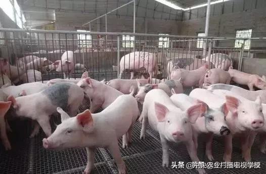 养殖技术猪病治疗,养殖猪病用什么药