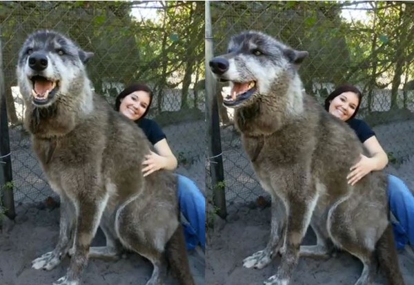 特大型的狼犬,巨型狼犬1000斤