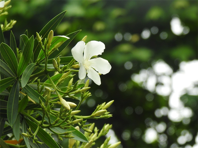精灵之约植物园,精灵之约什么时候出