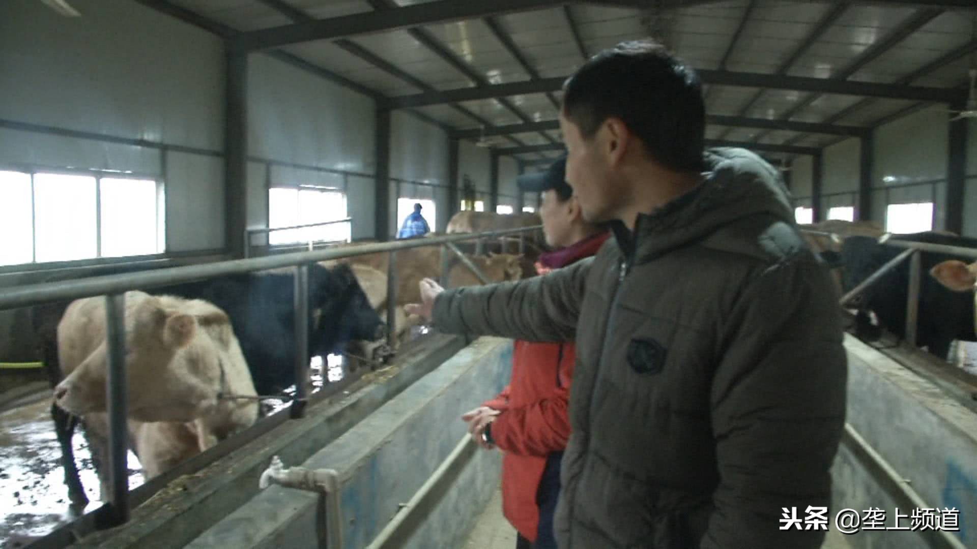 兵哥哥家禽养殖,兵哥哥教你养猪