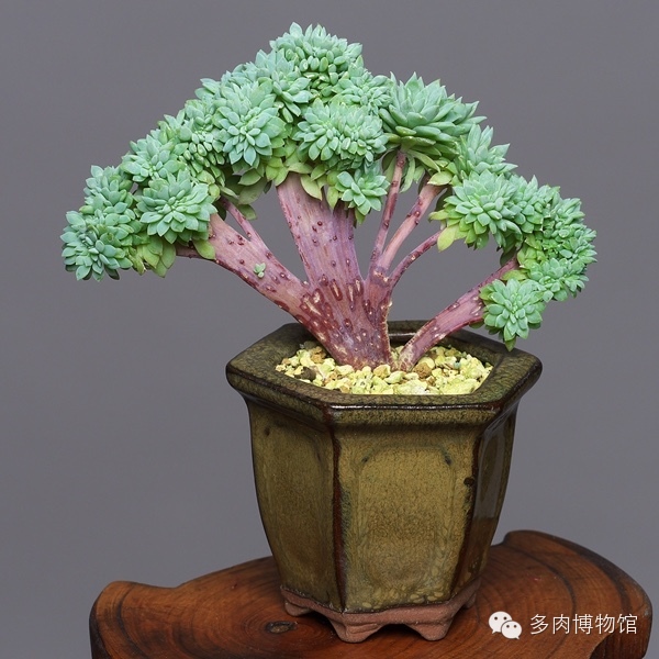 天使之泪多肉老桩,天使之泪多肉状态图