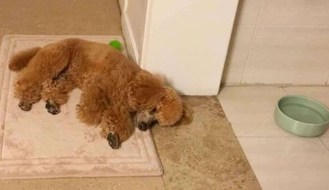 雪纳瑞犬和泰迪犬的缺点是什么,泰迪犬的六大缺点劝你最好别养