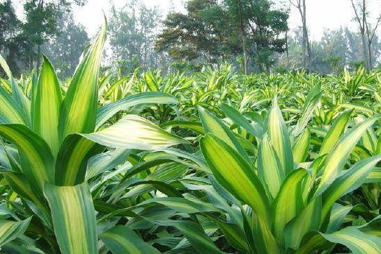 现今的广岛长崎还有核辐射吗,为什么广岛长崎没有核辐射