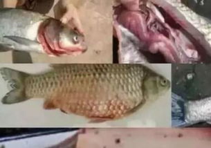 鱼得了败血症如何处理,鱼病毒性败血症的防治