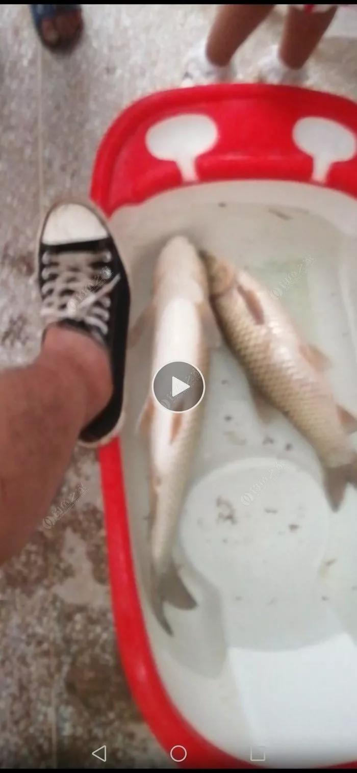 探钓废旧鱼塘之断竿,一波三折