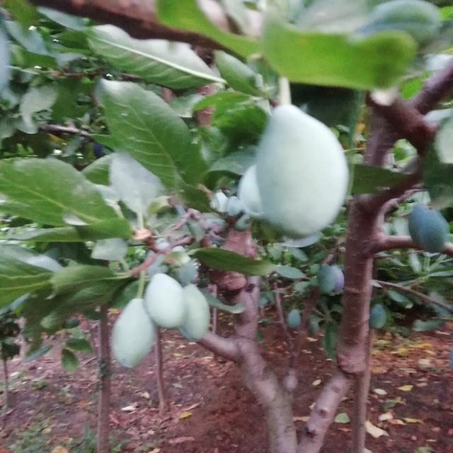 西梅苗品种法兰西介绍,伽师法兰西西梅