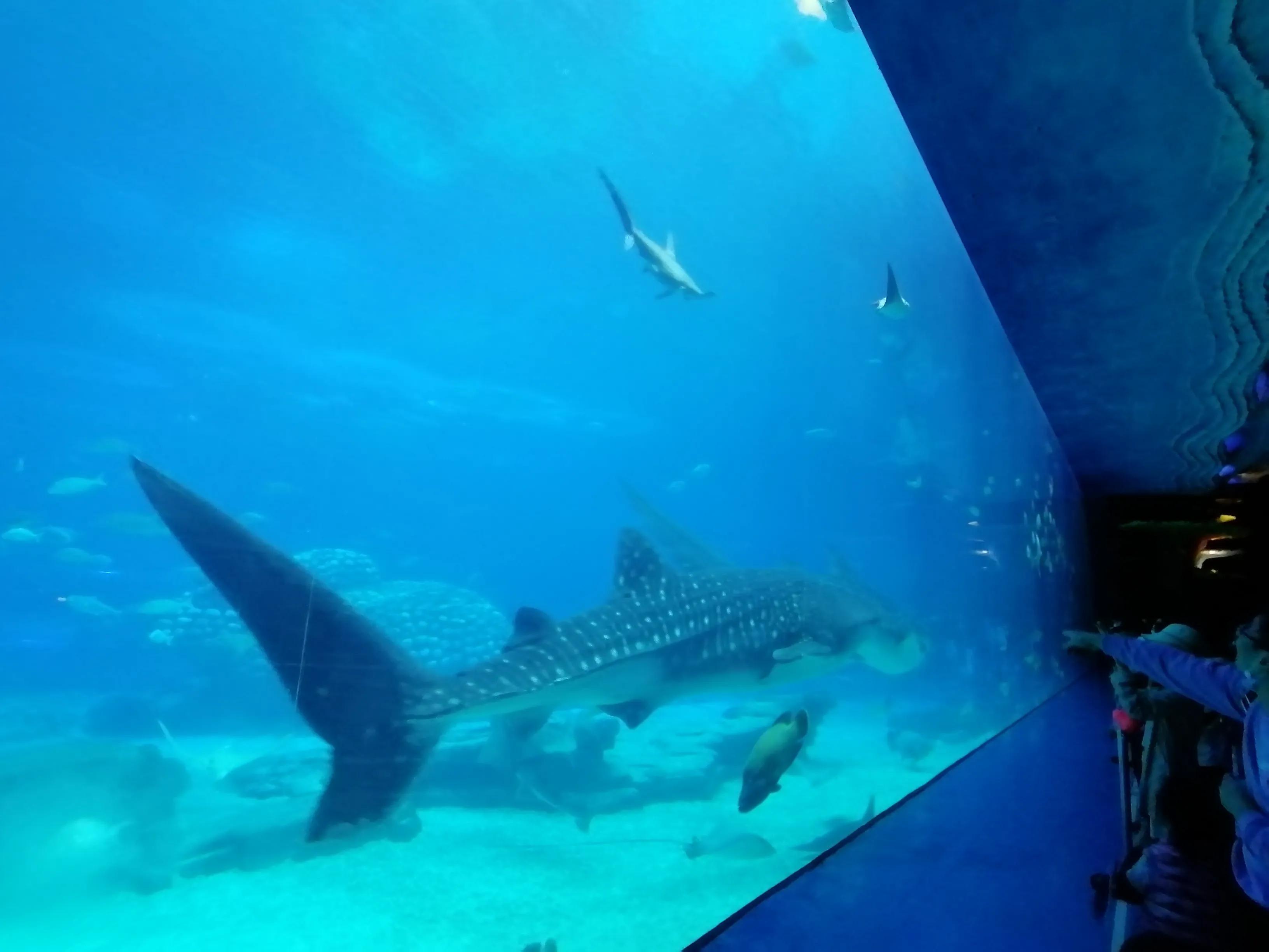 珠海长隆海洋王国夜宿鲸鲨馆,广州珠海长隆海洋王国鲸鲨馆