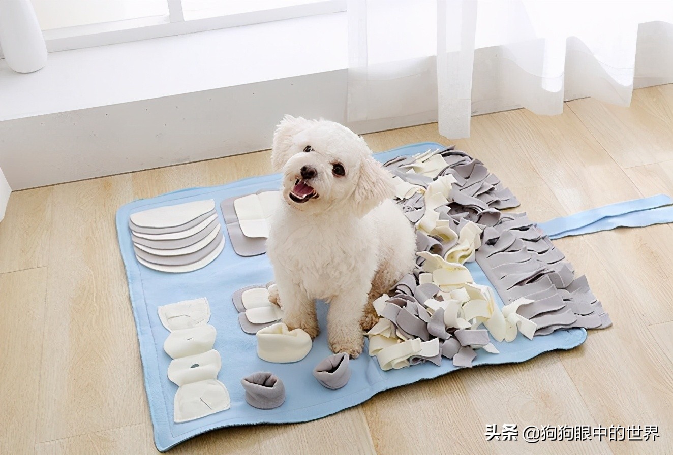 巨型贵宾犬到底有多聪明,巨型贵宾犬聪明吗