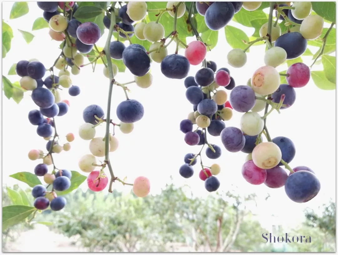 阳台果树盆栽蓝莓,阳台果树推荐