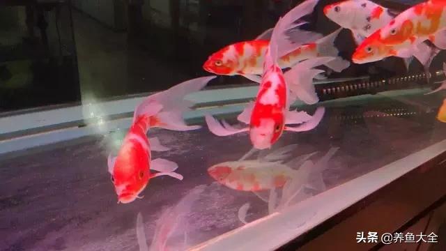 饲养锦鲤雌雄鱼的比例,室内鱼缸锦鲤饲养方法