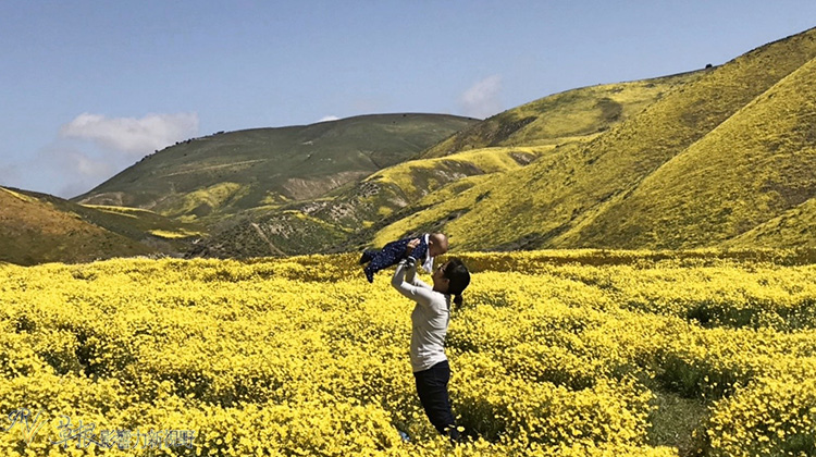加州野花,加州野花的视频