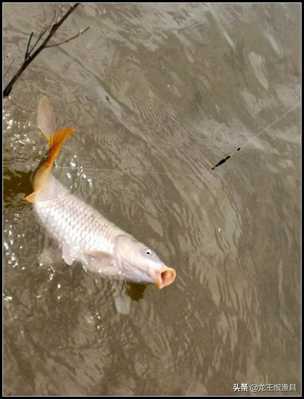 奶香鲫好用还是腥香鲫好用,夏天蓝鲫用腥香还是用奶香