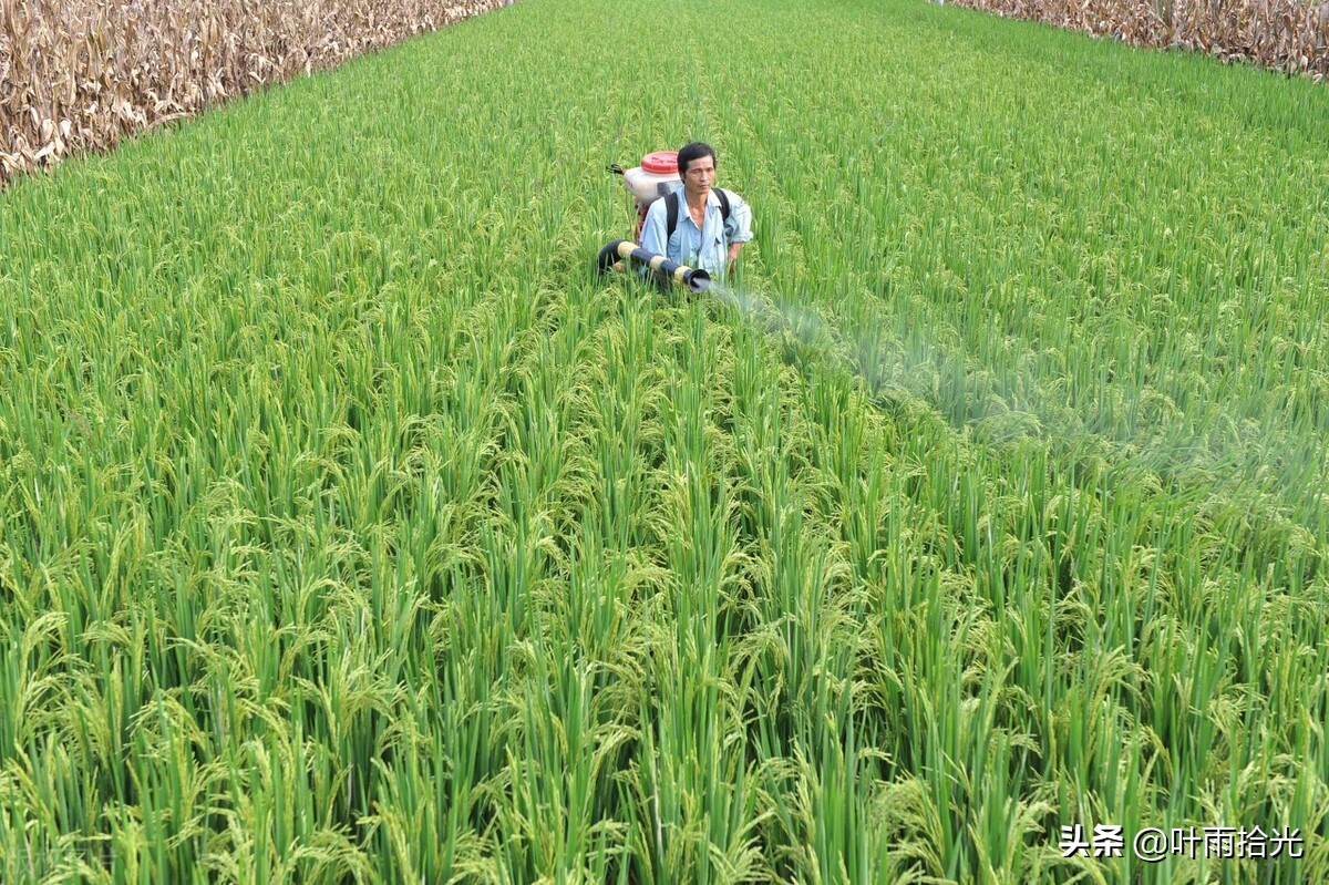 氯虫苯甲酰胺防治贪夜蛾,甜菜夜蛾菜青虫用什么杀虫剂