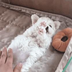 超级可爱呆萌的小奶狗,全种类小奶狗超萌合集