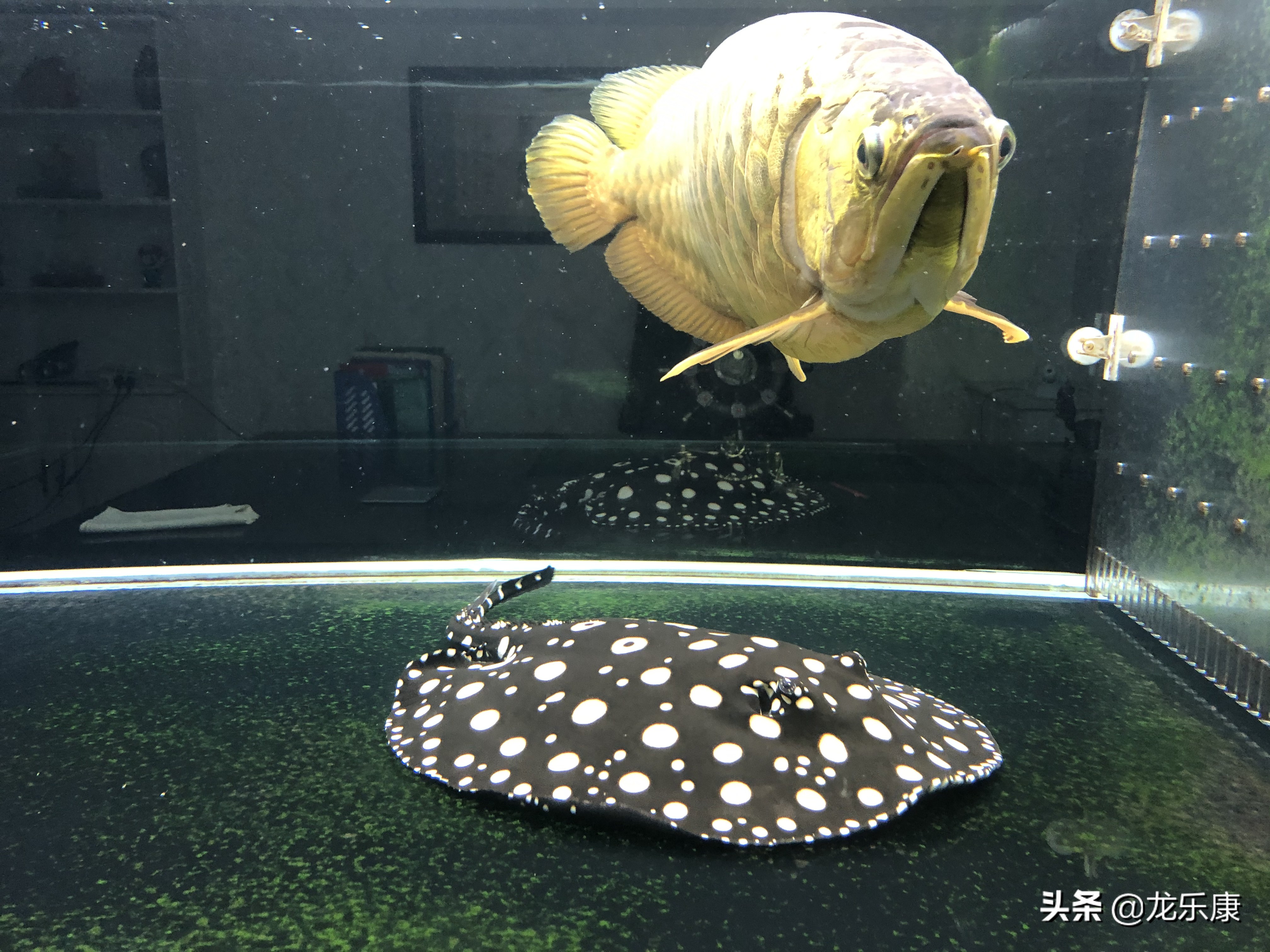 魟鱼常见病治疗视频,魟鱼常见的病症诊断及治疗方法