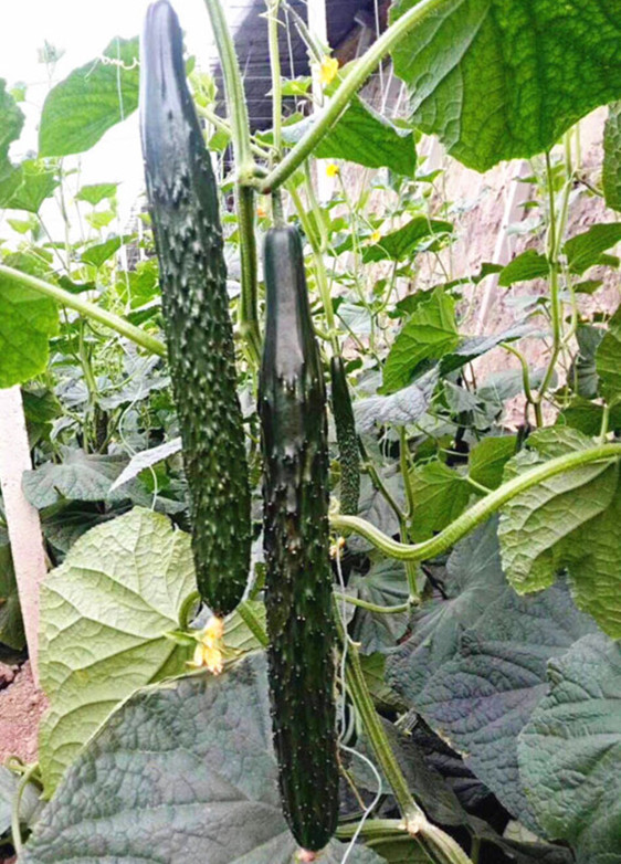 农村种的最好的黄瓜,6月份种植黄瓜苗