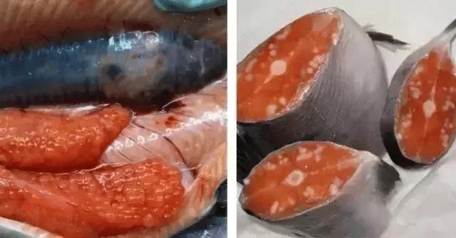 核废水泄漏海鲜吃了一定会患癌吗,日本排放核污水后吃海鲜有危害吗