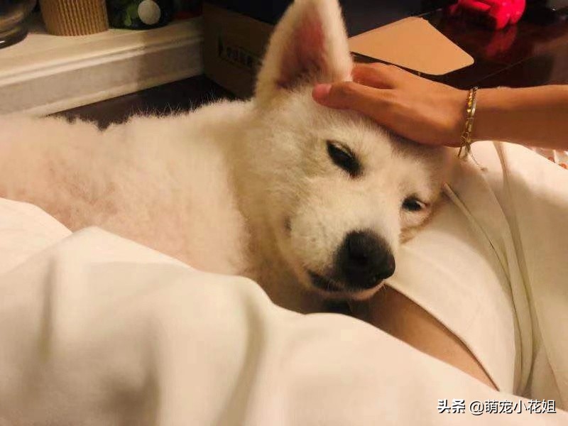 狠心主人把萨摩耶犬遗弃在路边,微笑天使萨摩耶犬被救治