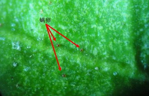 红蜘蛛怎么打不死,红蜘蛛最怕的三个人