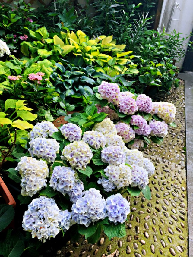 为什么你的绣球还没开花就烂了,你的绣球没有花苞怎么办