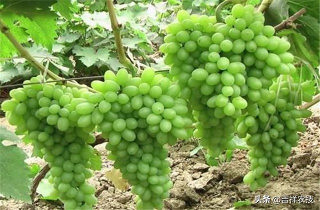 大青葡萄栽培方面的知识要点，你都会吗？来学学种植管理