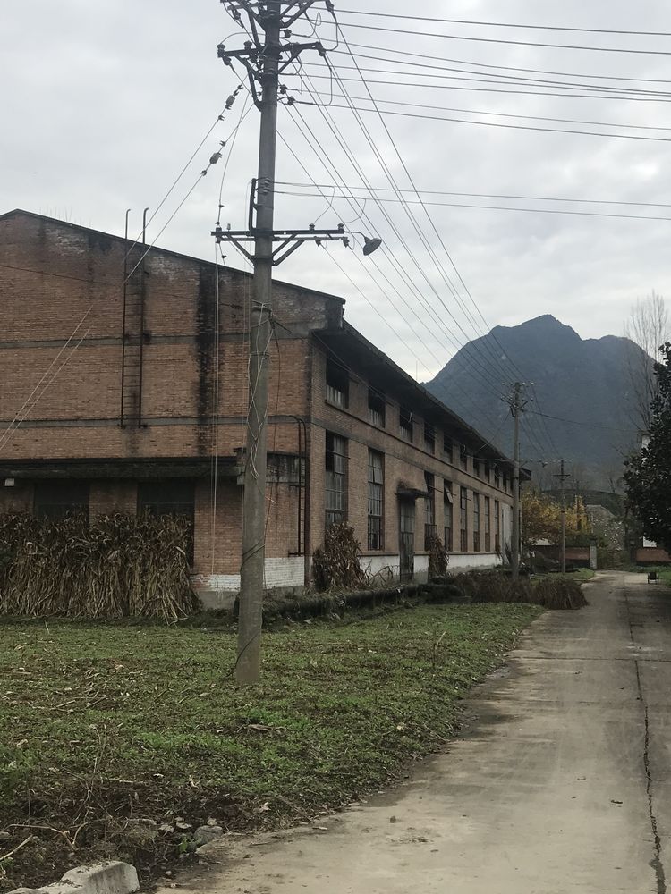 略阳乌鸡养殖历史,秦岭深山略阳乌鸡