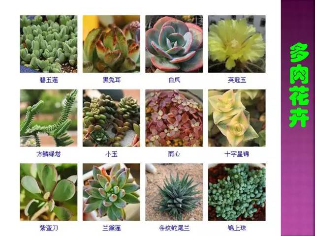 花卉大全500种观叶植物名称,1332种常见花卉植物图谱