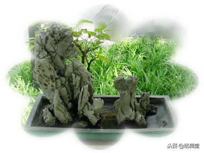 丛林式盆景欣赏,盆景欣赏及制作