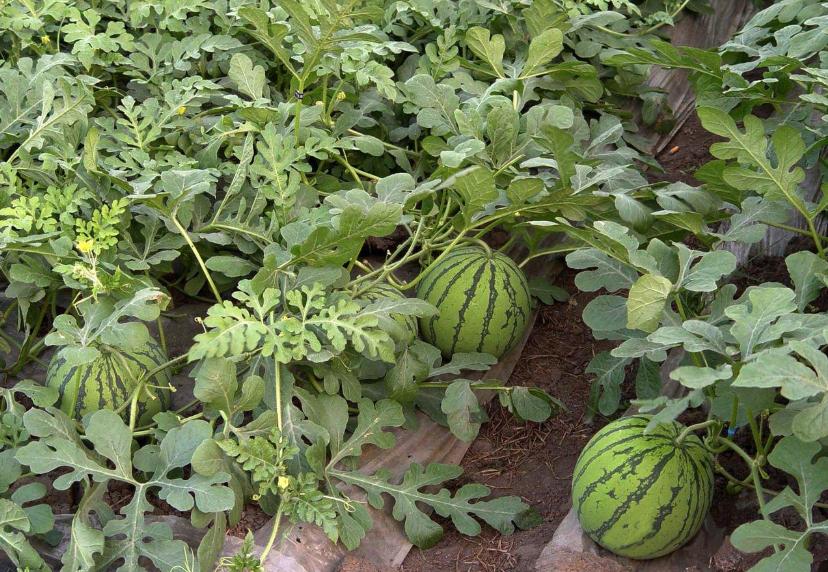 为什么在沙漠里遇到西瓜不能吃呢,沙漠里遍地是西瓜为何却无人敢吃