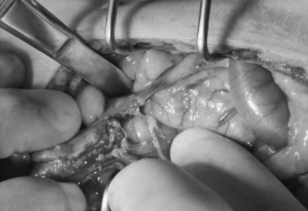 猫咪到底为什么绝育后还会发情呢?