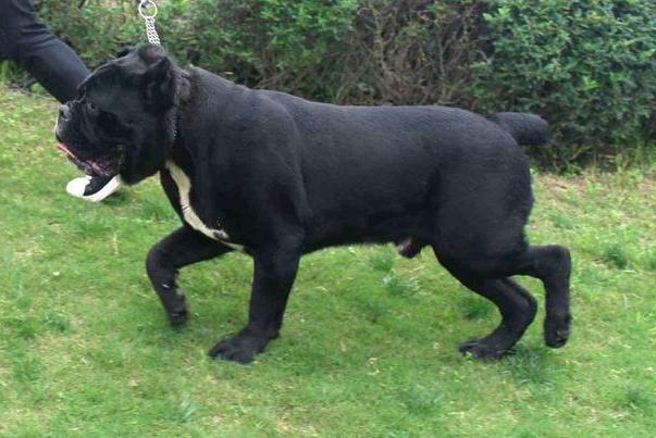 卡斯罗的护卫能力,卡斯罗的这五个优点